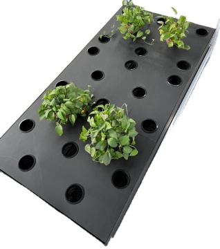 China Top1 Herb Aeroponic Cloning Tray Box System