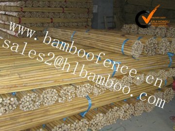 Delicate bamboo cane