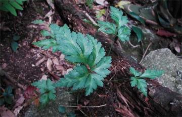 Traditional Chinese medicine herbs Coptis