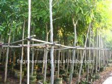 Cassia fistula live trees