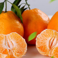 Fresh Citrus Fruits Juicy Oranges