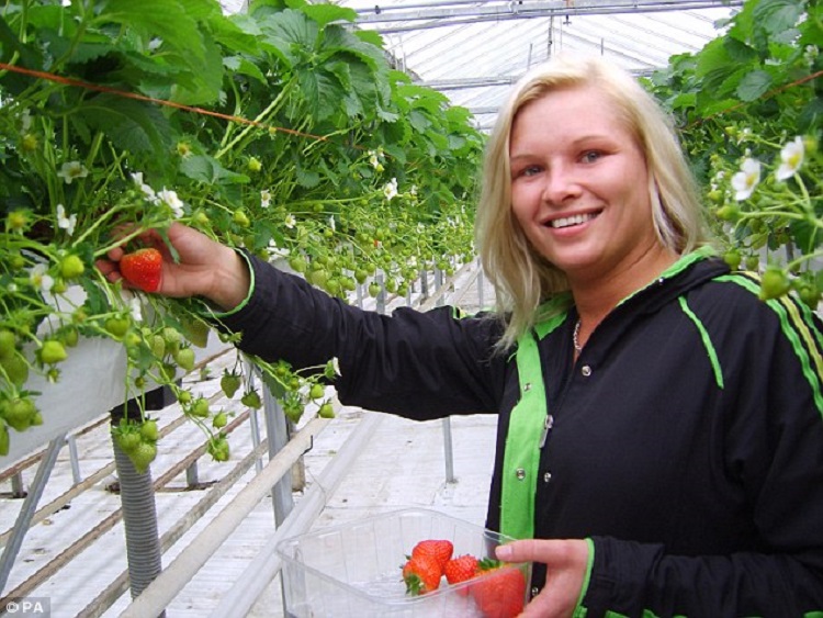 Strawberrie Growing Systems(1)