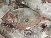 Zhoushan Moon Fish Frozen Seafood