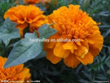 Hybrid Yellow Carnation seeds For Sale