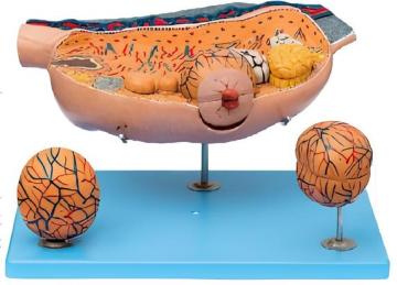 Ovarian anatomy and follicular development