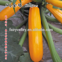 Hybrid Zucchini seeds for growing-Kingtus