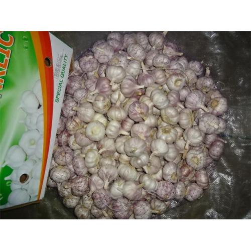 Fresh Garlic Size 5.0cm