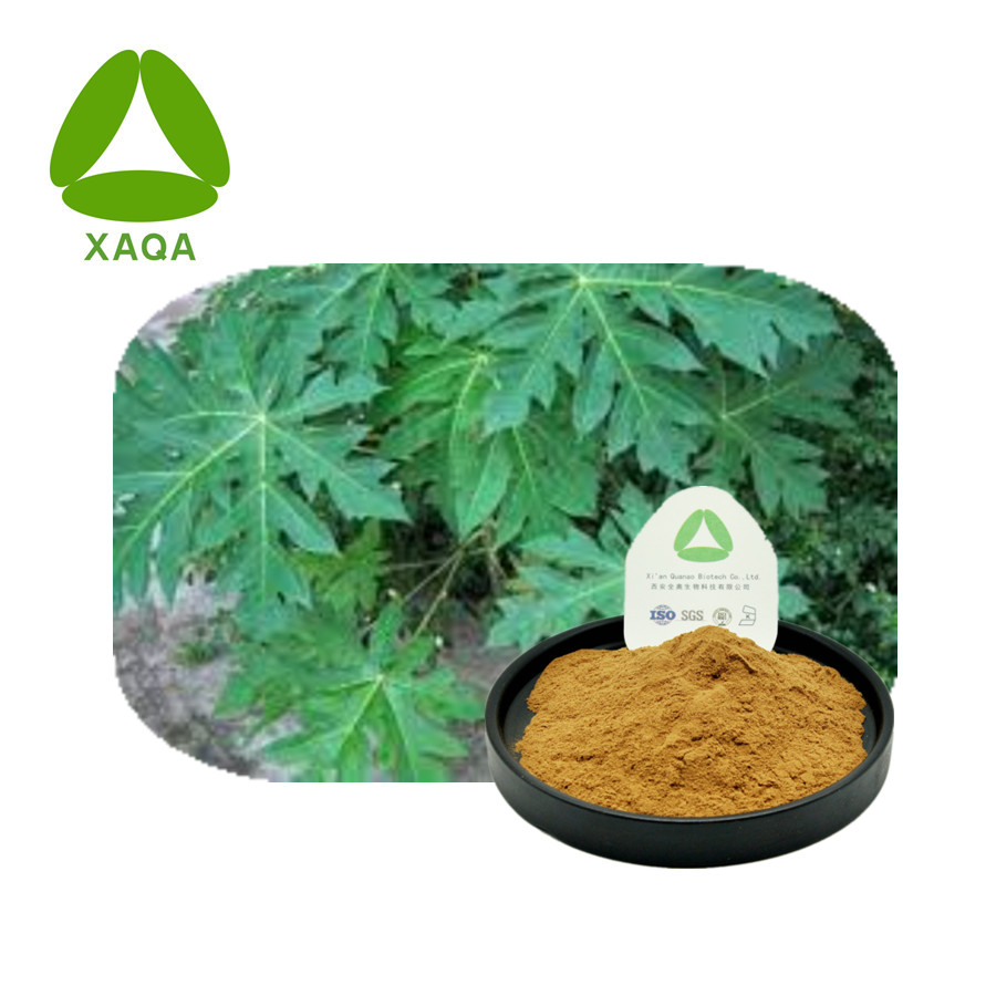 Carica Papaya Leaf Extract 10: 1 Порошок