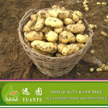 Fresh Potatoes asian fresh vegetables and fruits