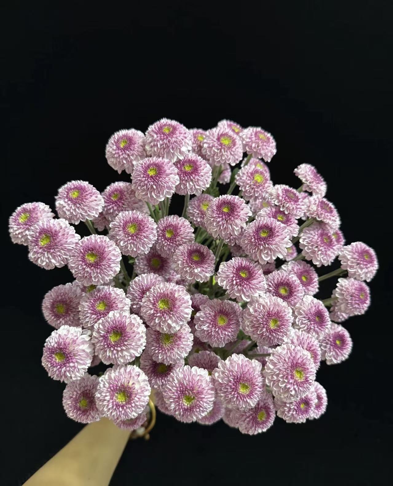 ফ্যান ইয়ান স্প্রে ক্রাইস্যান্থেমাম Fan Yan spray chrysanthemum