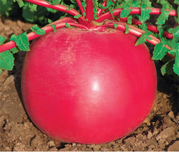 Red Round Delicious Radish Seeds Turnip Seeds For Planting