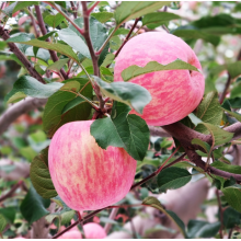 Süßes Herz rote Fuji frische Frucht ohne Wachs