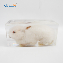 Rabbit Shape Resin Embedded Specimen