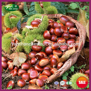 Fresh Chinese Chestnuts for Sale