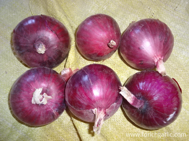 Red Onion