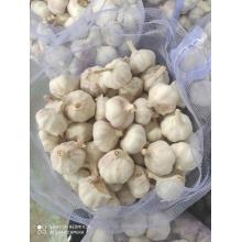 Cold Room Stocked Normal White Garlic