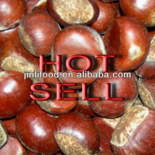 2013 High Quality Chestnut On Sale