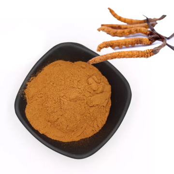 Cordyceps militaris extract powder