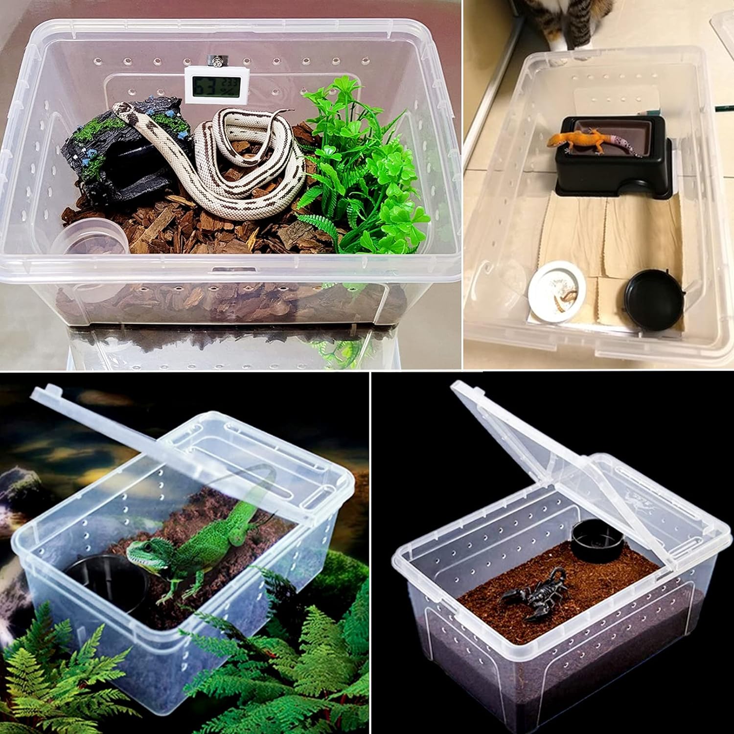 Stunning Reptile Feeding And Habitat Requirements image