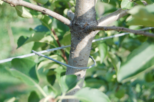 Apple Tree Trellis Clip