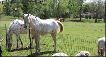 Simple and strong farm fence