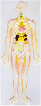 The nervous system and the endocrine gland relief model