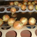 Cipolle organiche per il commercio all&#39;ingrosso