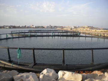 Aquaculture Circular Farming Rainbow Trout Cages