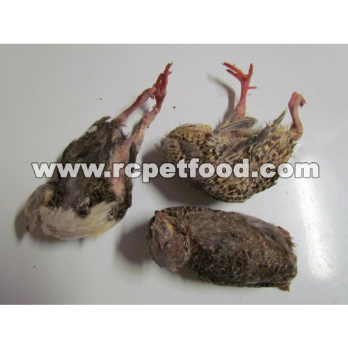 frozen quail for snake food