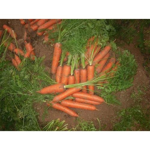 Fresh Carrot New Crop 2020