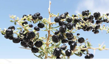 Northwest Chinese Dry Blackberry