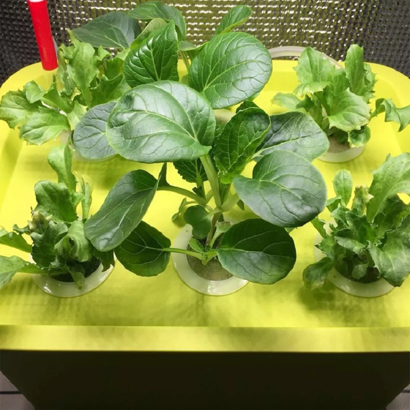 Home Hydroponic System For Growing Strawberry