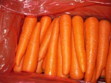 Different Sizes Different Weights Fresh Carrot