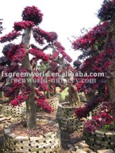 loropetalum Chinensis