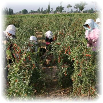 Red Power QIZITO barbary wolfberry fruit p.e. chinese red wolfberry organic wolfberry