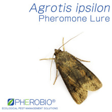 Pheromone Lure for Agrotis Ipsilon (Black Cutworm), Pheromone Attractant