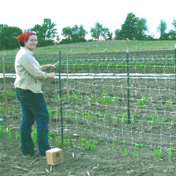 trellis for pole beans