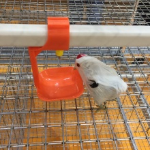 Automatic Nipple Drinkers Line for Broiler Chickens