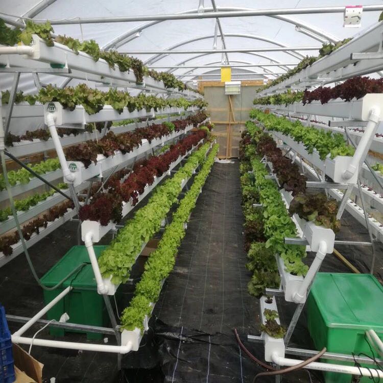 Hydroponic System 2