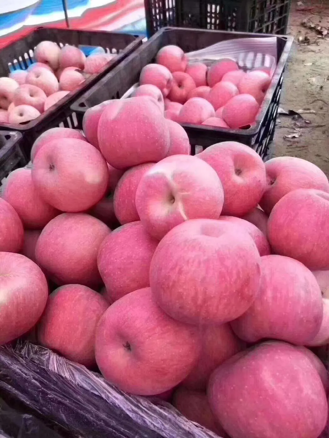 New Crop Fesh Apple Fresh FUJI Apple From China High Quality Whoesale Price