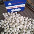 pure white garlic in 5.6kg carton