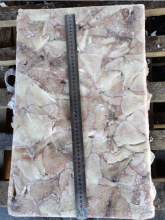 Frozen Squid Leftover Wing Illex Argentinus 100-200g