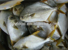 Frozen Golden Pompano Fish Pomfret