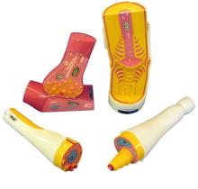 Neuronal synapse and nerve fiber structure model