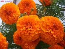 Pigment Marigold Seeds tagetes seeds for Sale