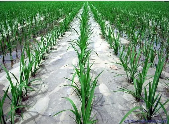 Film de paillis en plastique agricole perforé de haute qualité Film de paillis noir et blanc à prix compétitif