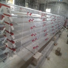 Feeding Drinking Poultry Cages Feeding Eqipment