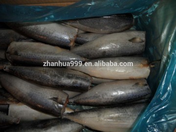 [ Horse mackerel ] GOOD price horse mackerel fish ,frozen horse mackerel wholesale