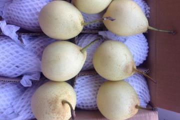 Supplier Supply Export China Product for Sale Chinese Fresh Pear Fruit Ya Pear Crown Pear Early Su Pear Shandong Pear