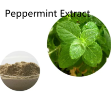 Pharmaceutical price Peppermint Extract powder for sale